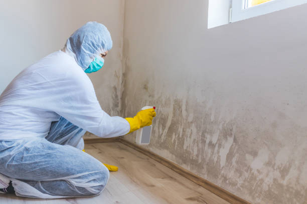 Licensed Black Mold Removal service in Somerset, NJ - WQB Mold Removal