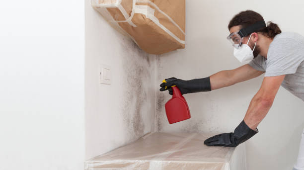 Professional Black Mold Removal technician working in Somerset, NJ