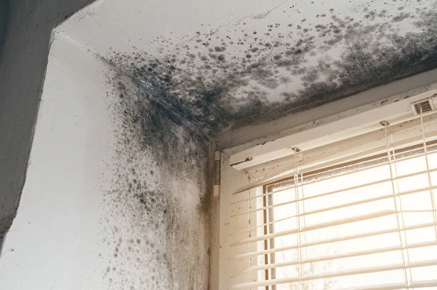 Affordable Black Mold Removal solutions in Somerset, NJ